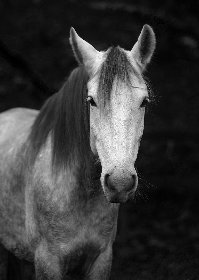 caroline_szajman_cavalo_chamado_coracao