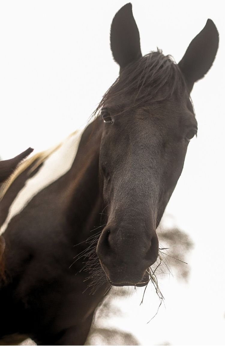 caroline_szajman_cavalo_contato