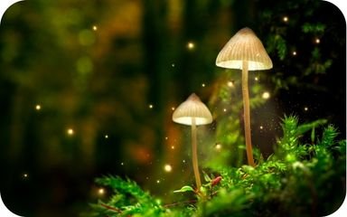 caroline_szajman_curso_manifestacao_magica